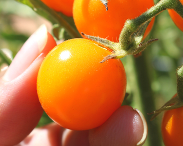 Sun Sugar Hybrid Tomato Seeds